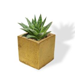 Kare Beton Saksı Altınvaraklı HK1539-A