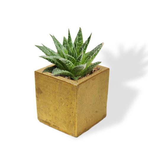 Kare Beton Saksı Altınvaraklı