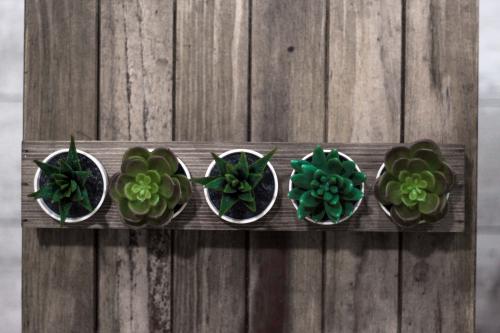 5'li Ahşap Sukulent Standı - Halkkitabevi